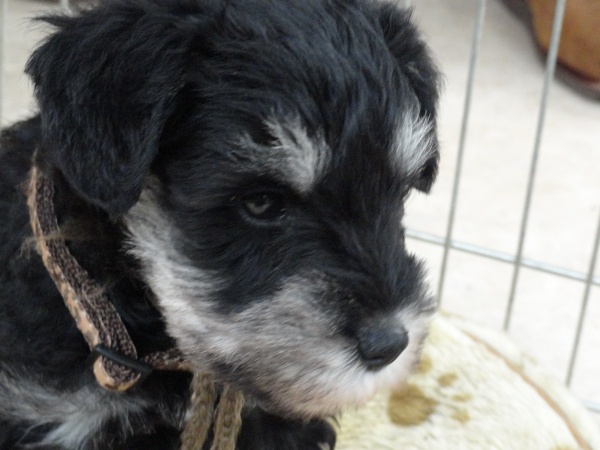 des Iris Bleus - Schnauzer miniature - Portée née le 26/04/2012