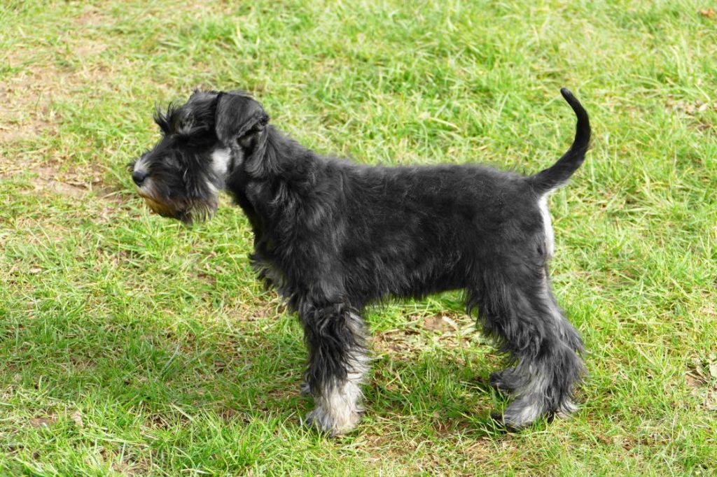 R'mione des Iris Bleus
