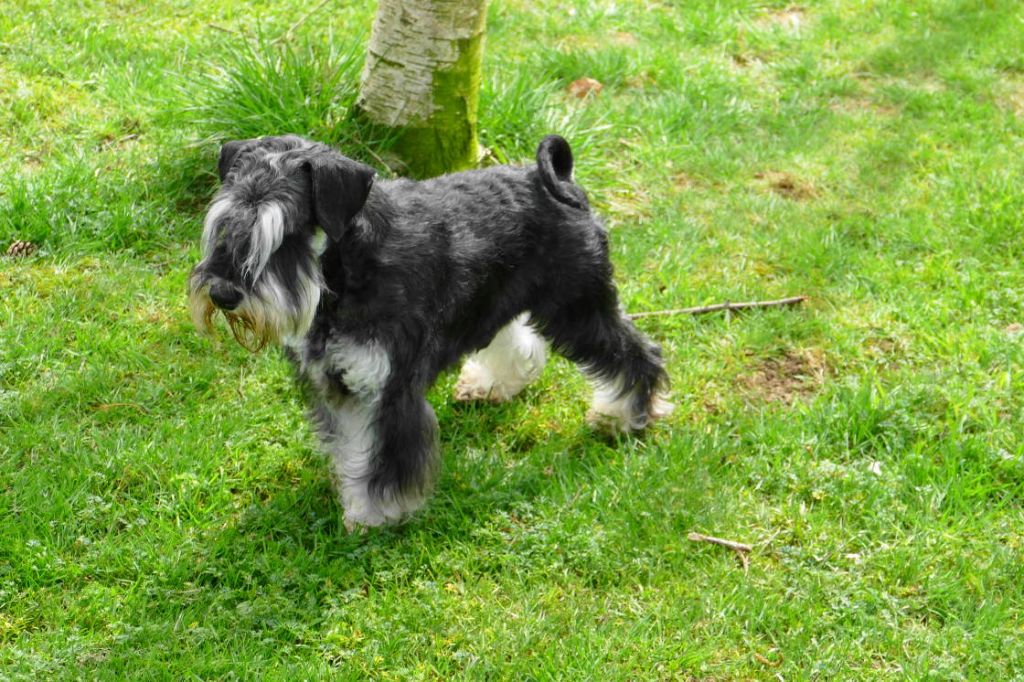CH. Silver ghost grasant