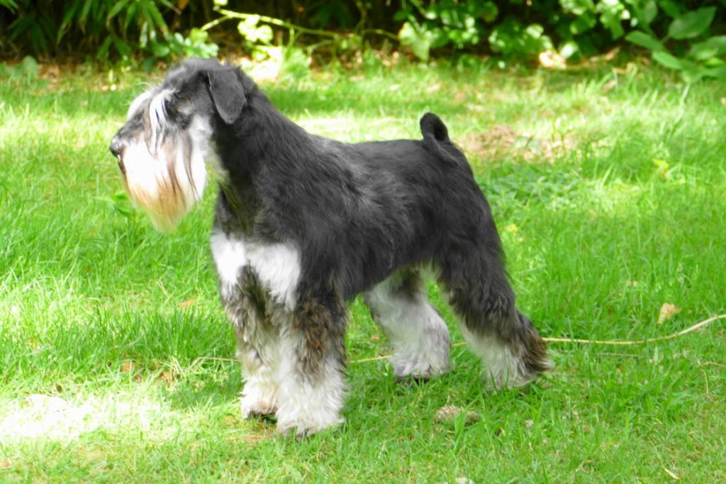 Tootsie des Iris Bleus