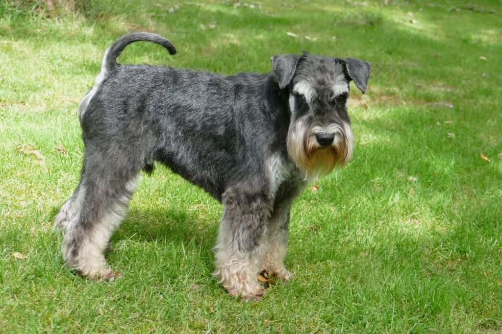 Udson des Iris Bleus