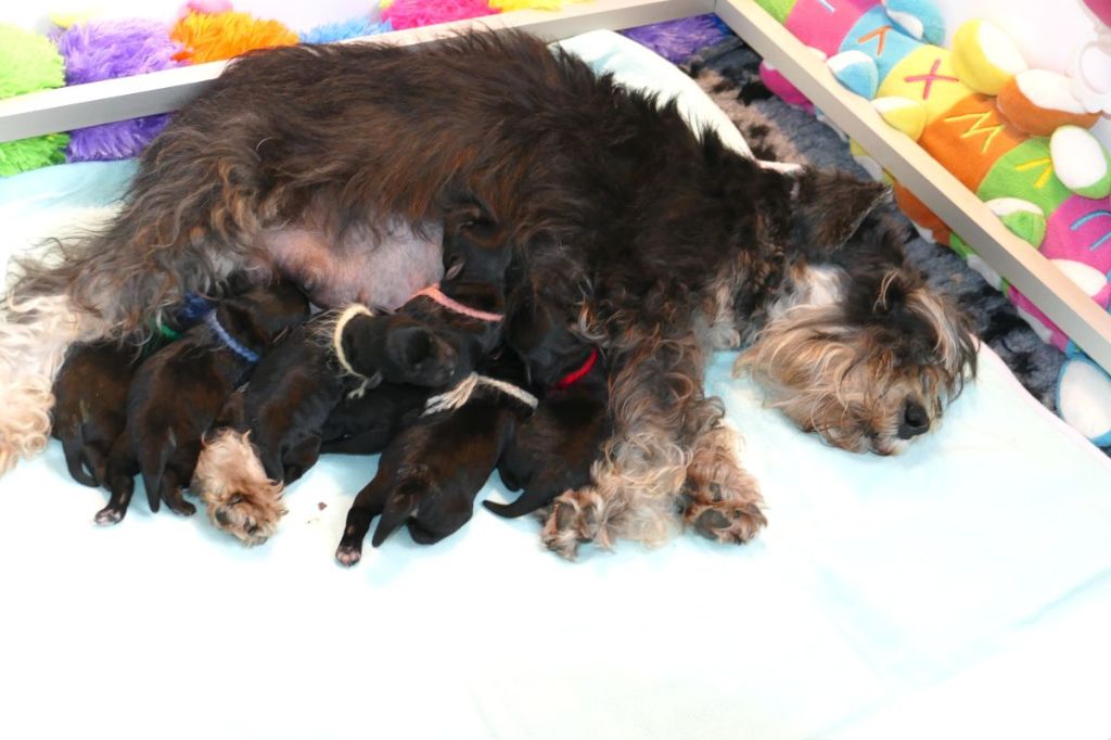 Naissance : 2 mâles - 4 femelles