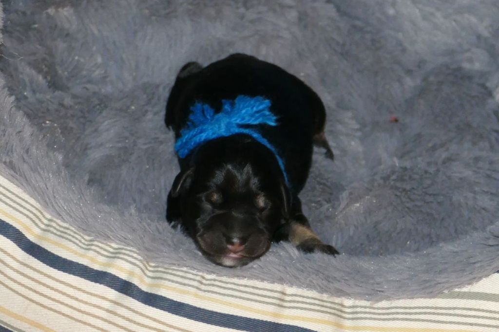 des Iris Bleus - Schnauzer miniature - Portée née le 19/05/2025