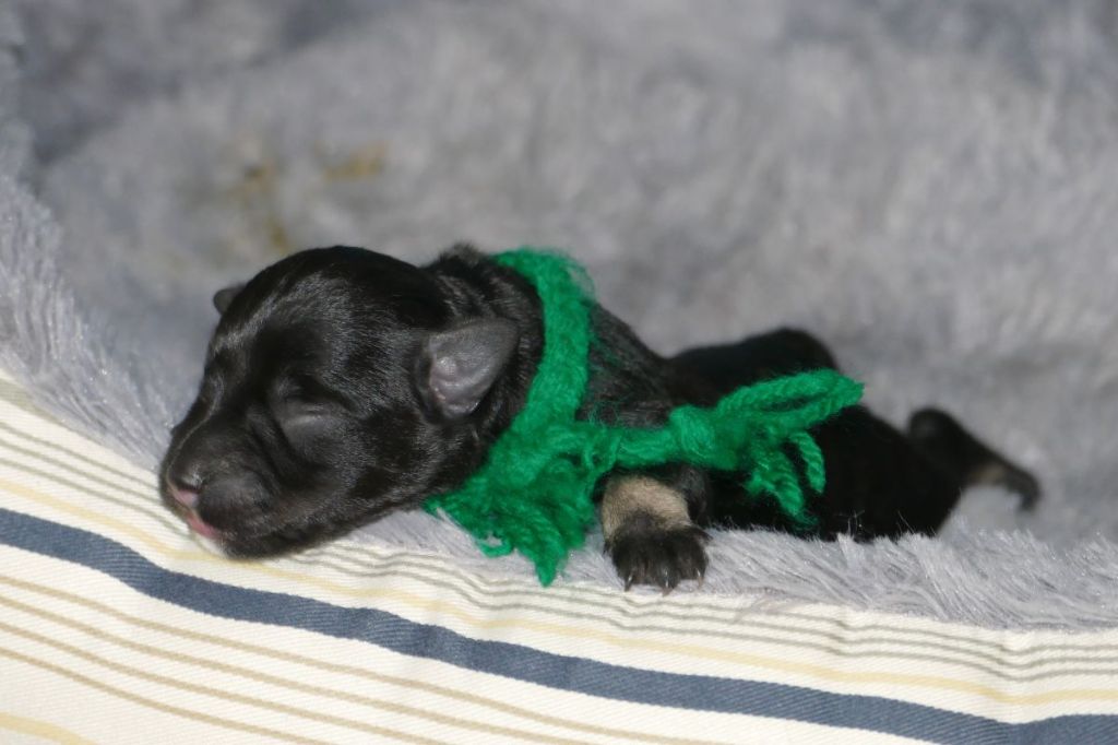 des Iris Bleus - Chiots disponibles - Schnauzer miniature