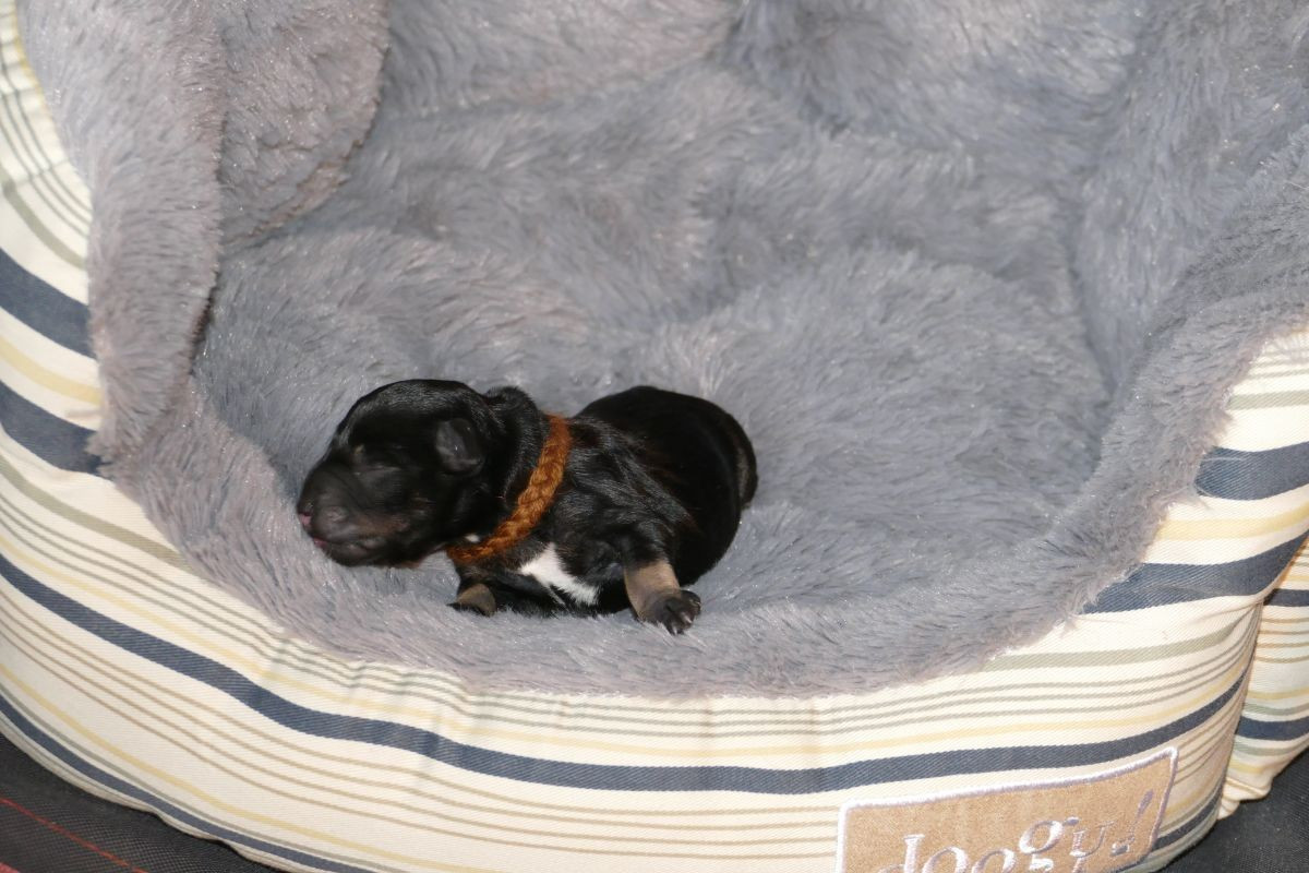 des Iris Bleus - Chiots disponibles - Schnauzer miniature