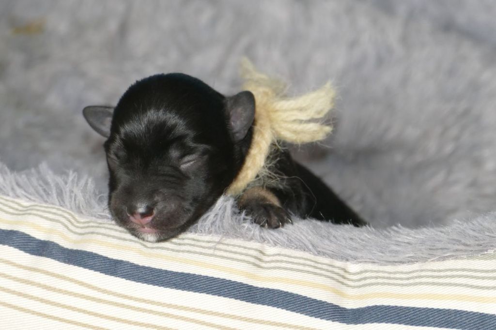 des Iris Bleus - Chiots disponibles - Schnauzer miniature