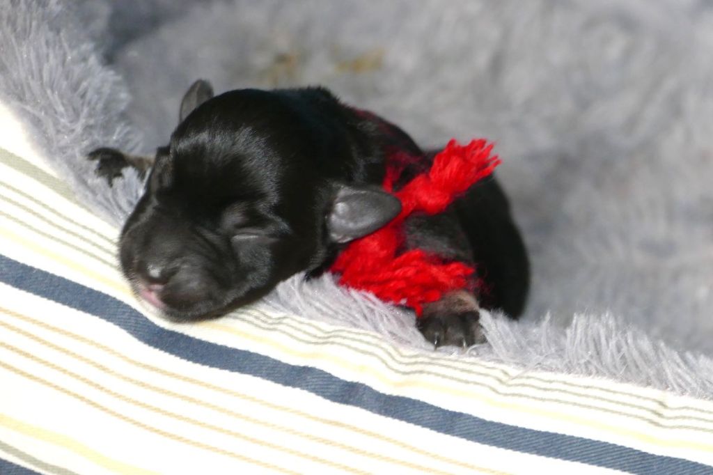 des Iris Bleus - Chiots disponibles - Schnauzer miniature
