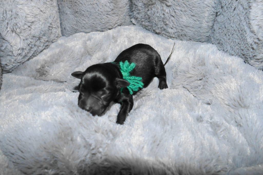 des Iris Bleus - Schnauzer miniature - Portée née le 16/02/2020