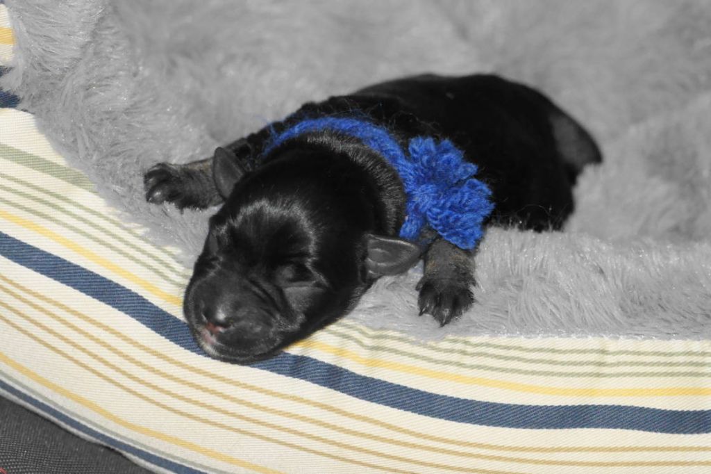 des Iris Bleus - Schnauzer miniature - Portée née le 14/11/2020