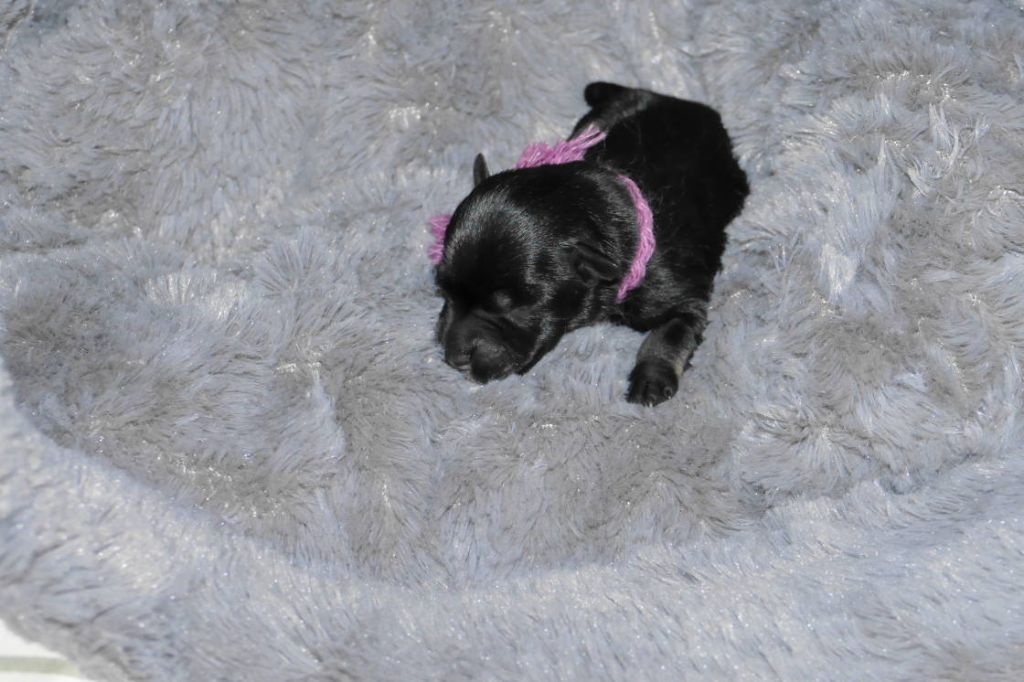 des Iris Bleus - Schnauzer miniature - Portée née le 07/09/2020