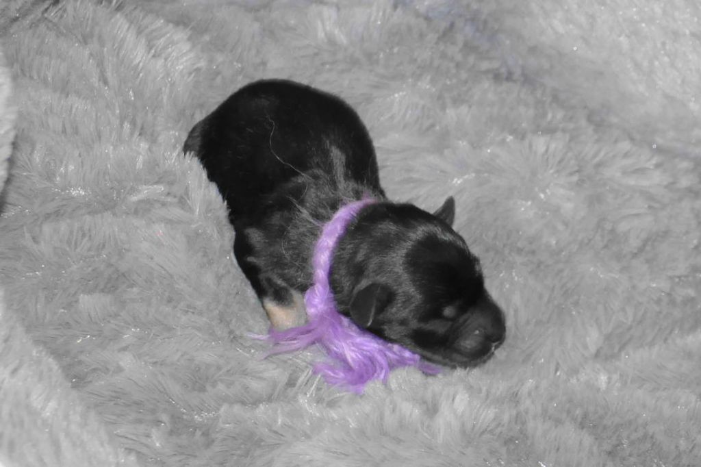 des Iris Bleus - Schnauzer miniature - Portée née le 04/07/2022