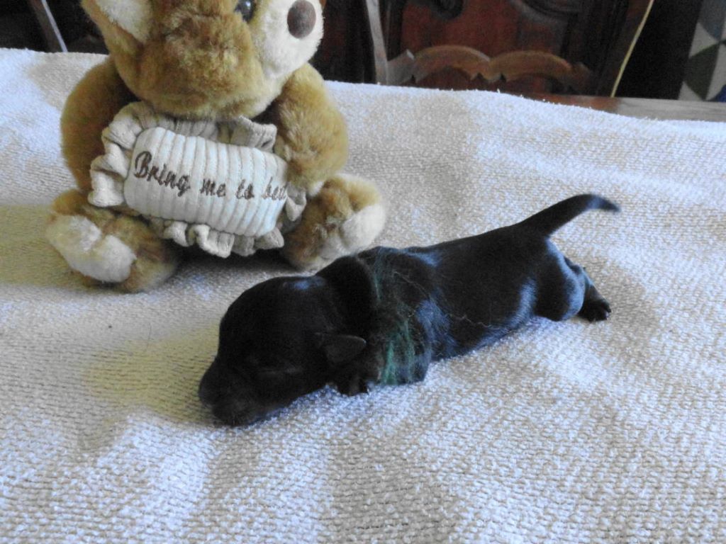 des Iris Bleus - Schnauzer miniature - Portée née le 23/05/2017