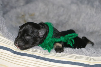 CHIOT