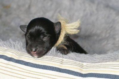 CHIOT