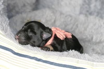CHIOT