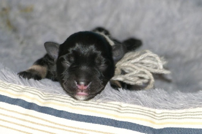 CHIOT