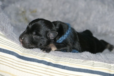 CHIOT