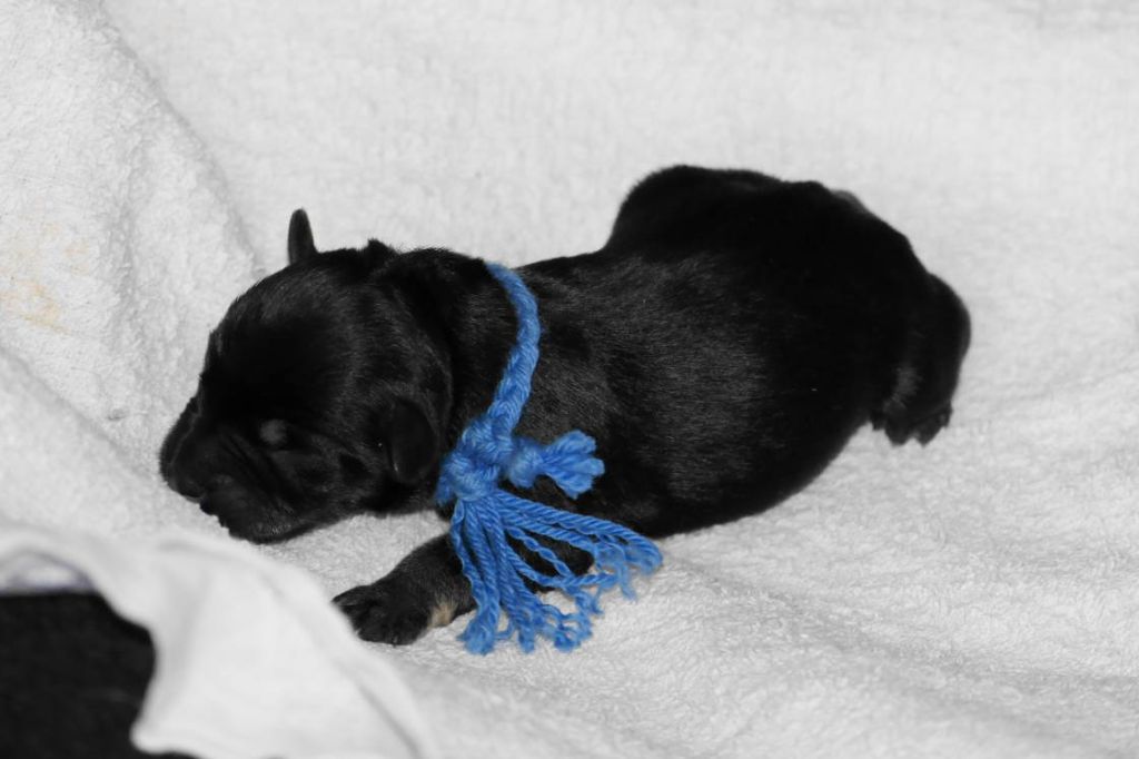 des Iris Bleus - Schnauzer miniature - Portée née le 26/02/2021