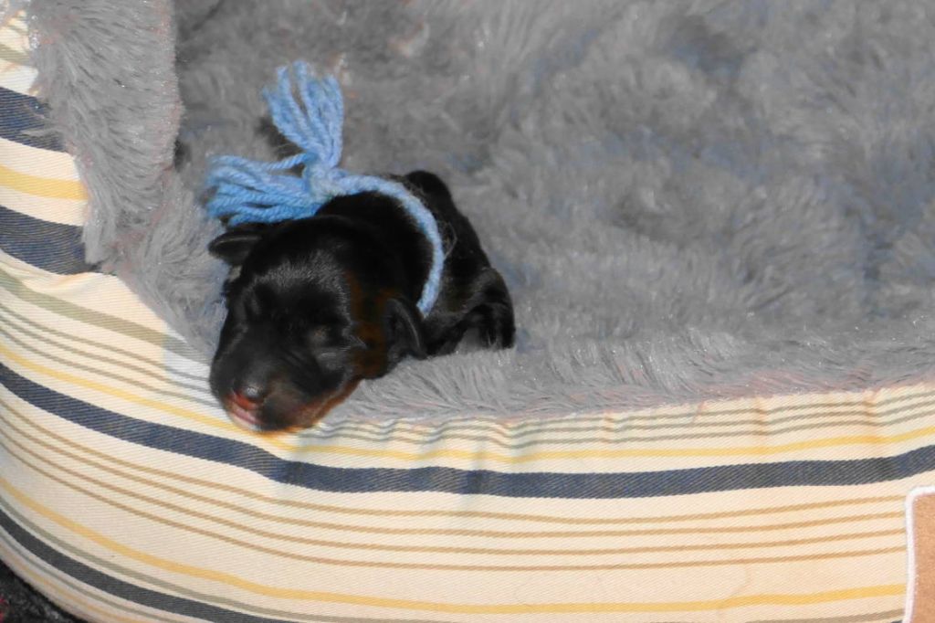 des Iris Bleus - Schnauzer miniature - Portée née le 23/01/2023