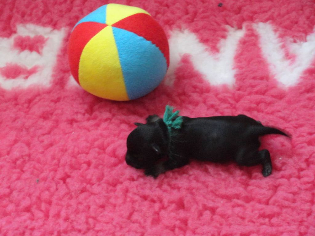 des Iris Bleus - Schnauzer miniature - Portée née le 23/04/2018